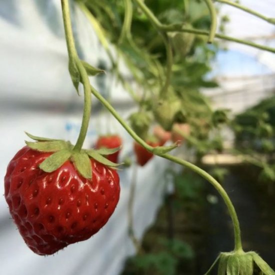 为什么我的<em>盆栽草莓</em>这么小？如何让<em>草莓</em>变大，连续不断结果？