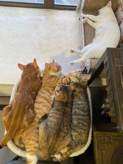 自从家里的白猫，生下2只橘猫和2只<em>狸花猫</em>，沙发快挤不下了！