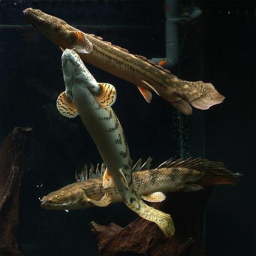 世界上长得最像龙的观赏鱼——虎纹<em>恐龙</em>王鱼，有水中活化石之称