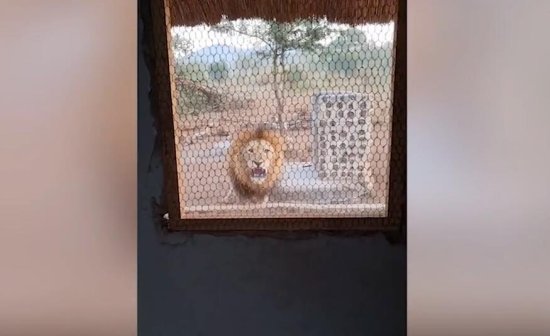 南非一男子在敞开的<em>厨房内</em>煮咖啡 狮子在窗外对其咆哮