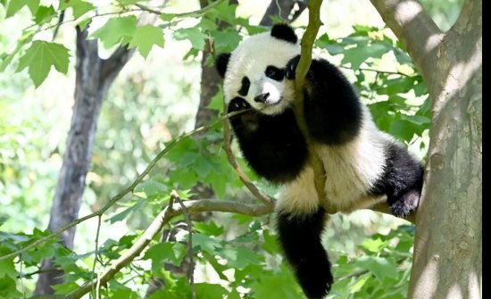 保护“滚滚”的家！四川出台大熊猫国家公园管理办法