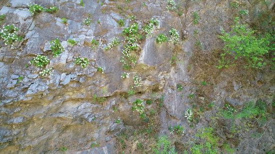 研究人员在门头沟区京西林场发现国家Ⅱ级保护植物--槭叶<em>铁线莲</em>大...