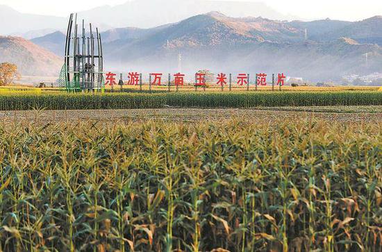 <em>南平</em>建瓯获评“中国东部鲜食玉米之乡”