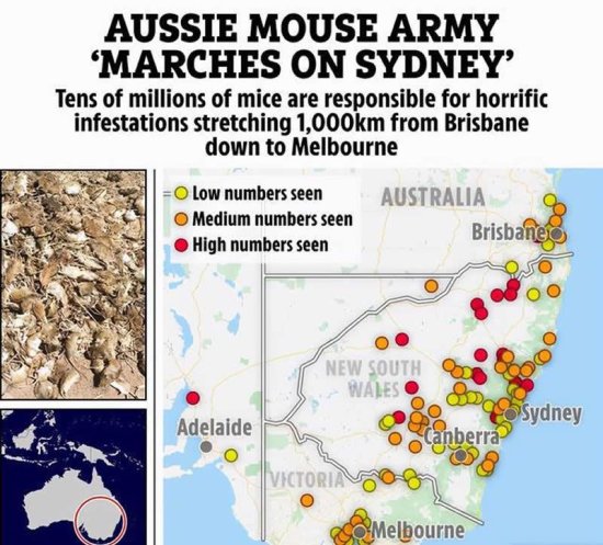 澳大利亚爆发鼠灾，鱼肚子里都有老鼠残骸，中国<em>黄大仙</em>可否一战...