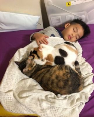 儿子睡觉<em>梦到鬼压床</em>，妈：那不是梦，是3只胖猫压的！