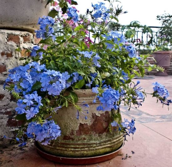家里有阳台的要注意，这3种花必种，提前能感受到春天的开花气息