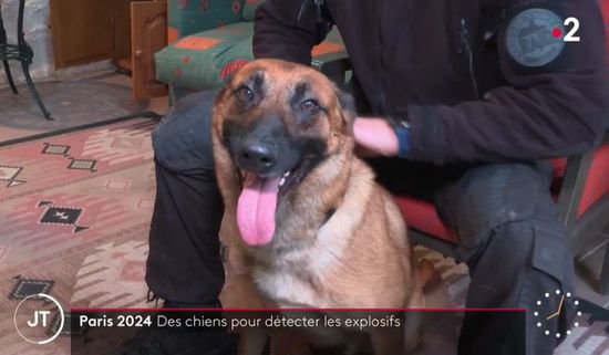 法国人最喜欢什么狗？养狗竟然也有“鄙视链”！