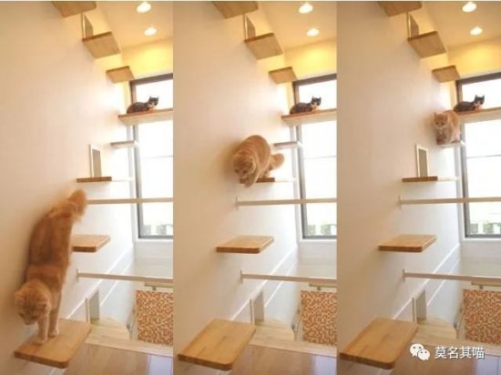 养猫的人应该<em>如何装修房子</em>？首先把阳台封起来