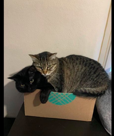 主人买了个<em>鞋子</em>，两只猫争夺去抢睡在鞋盒子里，好怕它们打起来...