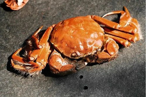 秋季美食海蟹、河蟹营养有什么不同