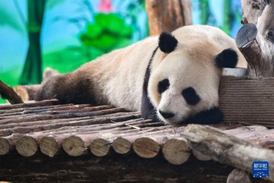 <em>兰州</em>野生动物园熊猫馆正式开馆