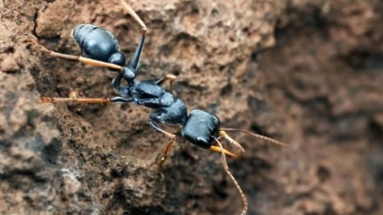 青岛查获38只强毒性活蚂蚁,它到底<em>是什么</em>东西?为何都谈虎色变