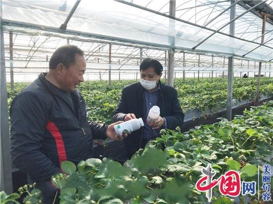 农业专家吉沐祥<em>网上开</em>直播 免费传授草莓等种植技术