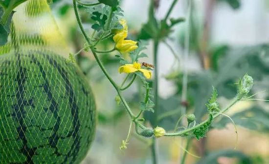 解读｜进口越南鲜食西瓜植物检疫要求