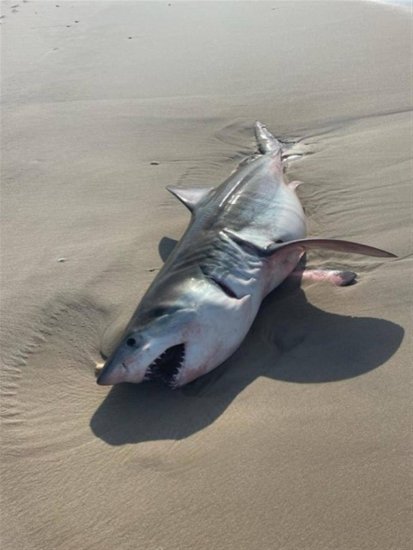 <em>美国长岛</em>海滩惊现大白鲨尸体，此前鲨鱼袭击游客事件频发
