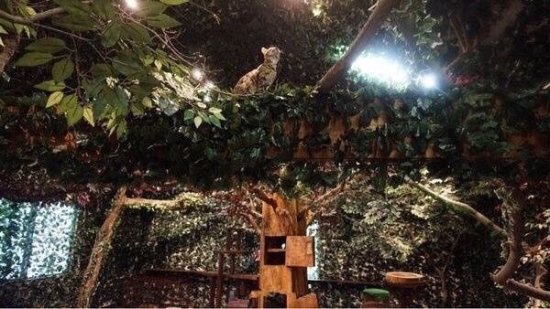 日本有一家豹猫<em>主题咖啡店</em>，原始森林的<em>装修风格</em>！好想去！