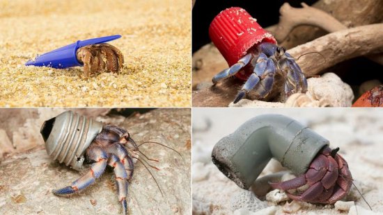环境污染促使动物改变行为，<em>寄居蟹</em>学会用垃圾作壳为“家”