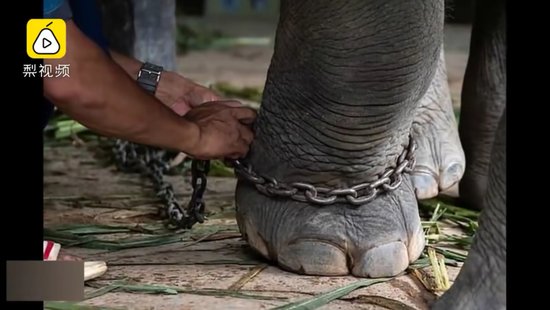 象营受抨击后让步，泰国77头表演<em>大象</em>解开脚链