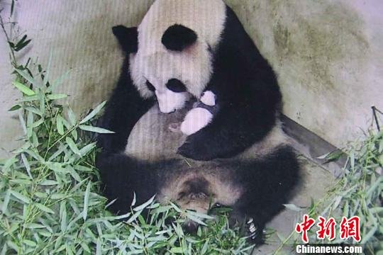 上海野生动物园“<em>龙凤双胞胎</em>”大熊猫今满月