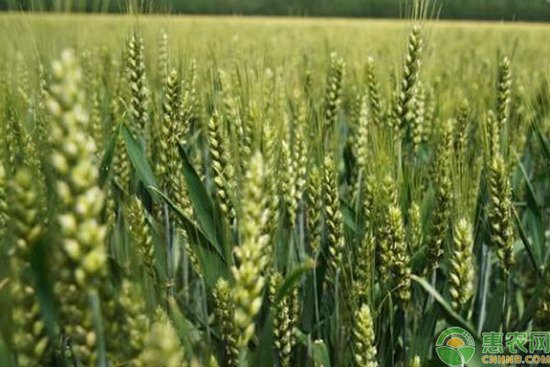 小麦最近<em>的价格多少</em>钱一斤？