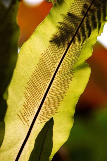 生机盎然丨《大地之上——“热带雨林珍稀<em>植物</em>”摄影作品展》在...
