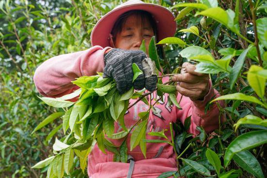 福建： 武夷山早芽种武夷岩茶开采