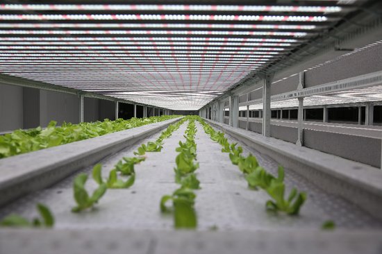 科技赋能农业种植 无土种植水培生菜在大兴青云店试种成功