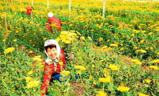 张掖甘州：花卉经济助农增收
