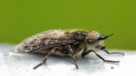 苍蝇季袭来：澳大利亚常见的苍蝇<em>有哪几种</em>？