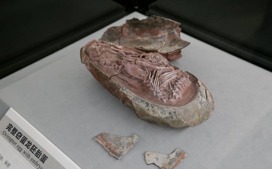 现今全球最完整恐龙胚胎化石在中国发现 目前馆藏于福建南安