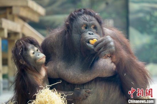 上海野生动物园诞生的首只红猩猩宝宝有了<em>名字</em> 叫“葡萄”
