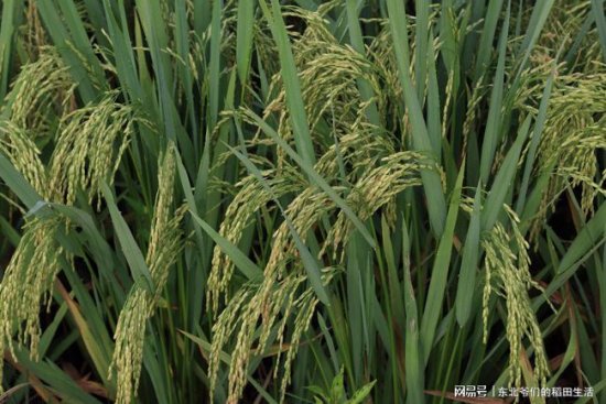 寒地<em>水稻种植过程</em>中几个重要阶段的水层管理
