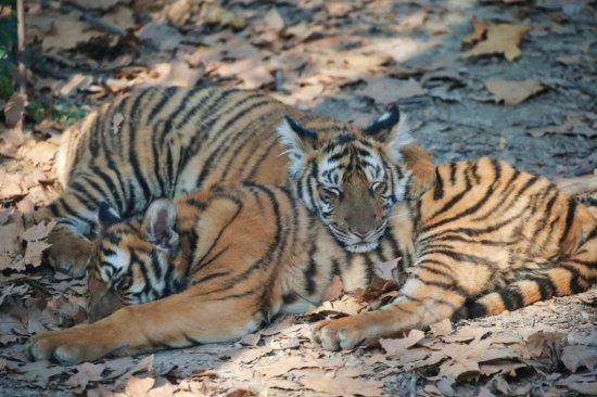 <em>名字</em>带“虎”的市民可免费逛上海动物园！
