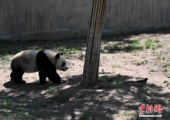 美国“海归”大熊猫“云子”入驻石家庄动物园