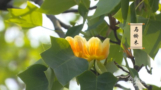 春日“寻宝”：江苏这些“国宝级”小众花卉你见过吗？