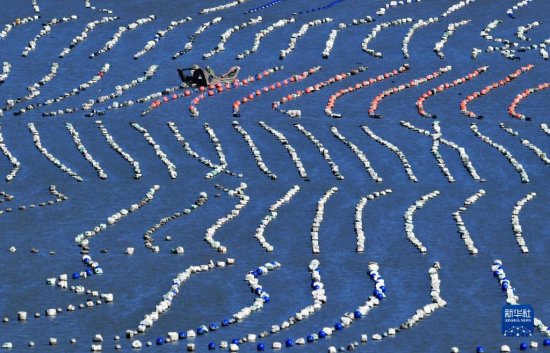 在福建省福州市连江县的“海上牧场”，渔民驾船穿梭在一串串...