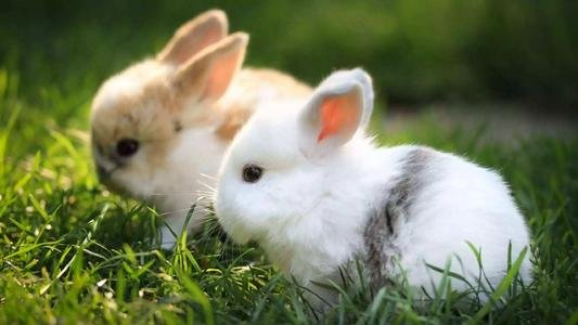 兔儿爷、兔神，古代神话为何常出现兔子？兔子凭<em>什么</em>"受宠"？