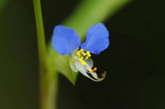 鸭跖草还是碧蝉花？杭州西溪湿地里的那一抹幽蓝，等你寻