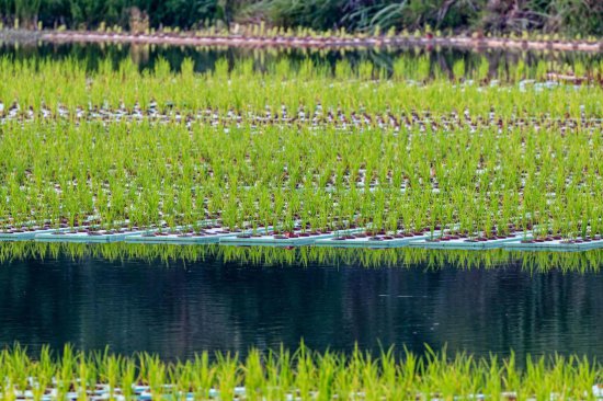 四川南充中法农业科技园内湖种植500余亩“水上稻”