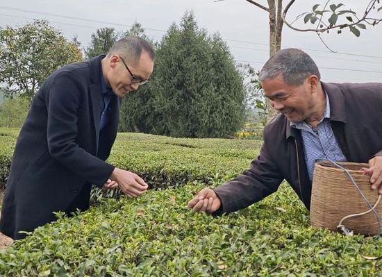 自贡帮扶工作队赋能平昌茶产业高质量发展