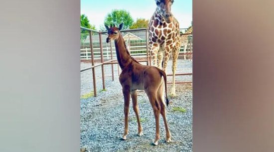 美国田纳西州一动物园出生一只无斑长颈鹿 通过网络投票确定<em>名字</em>