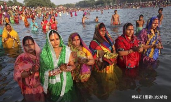 印度再曝河流污染问题：细菌含量超标3000倍，水面都是有毒的...