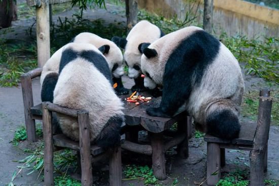重庆：大熊猫“<em>四喜丸子</em>”“渝可渝爱”围桌聚餐 享受快乐熊生