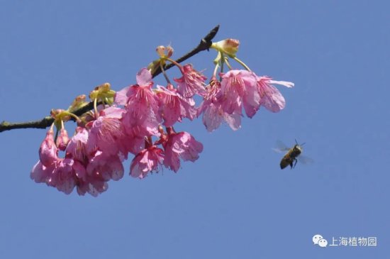 世界蜜蜂日丨520，谢谢你，感谢有你，制造了甜蜜——中华蜜蜂