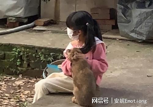 浙江8岁女童独自给狼狗喂食，1小时后在狗肚子里找到残骸