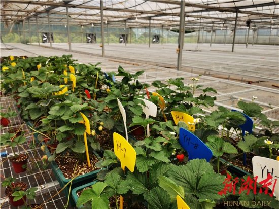 郴州市北湖区潘潘家庭农场水稻草莓轮作—— 奇!大棚里种水稻