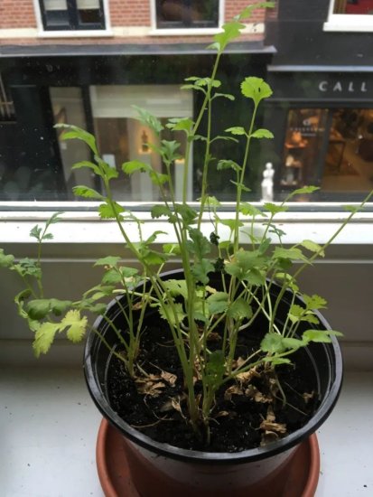 9月在家<em>种盆栽香菜</em>，这种处理种子易发芽，阳台和窗台也能养好