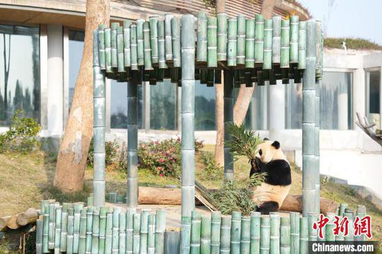 岳阳中华大熊猫苑开园 10只大熊猫与公众见面