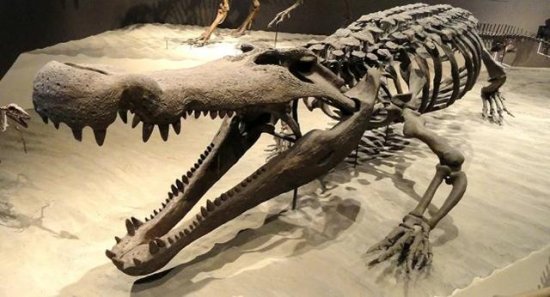研究发现远古“<em>恐怖</em>鳄鱼”牙齿粗如香蕉，拿<em>恐龙</em>当食物