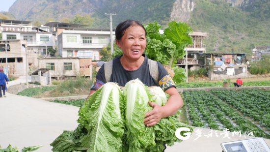 罗甸：秋冬蔬菜产业兴旺助力乡村振兴